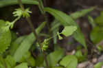 Roundleaf ragwort